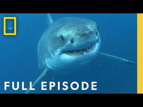 Shark Queens: Rulers of the Ocean SPECIAL (Full Episode) | Shark Queens