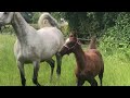 Show jumping horse Prachtig langgelijnd veulen van Cape Coral