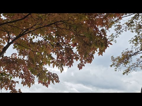 焚き火ナイト【テスト中】