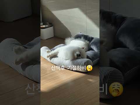 #아무것도하기싫다#puppy #포메라니안 #추천 #반려견