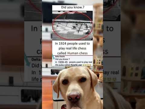 #memes #story #dog #shorts #pets