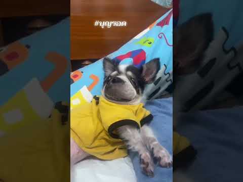 #funny #cute #บุญรอด #น้องหมาจอมซน🐶