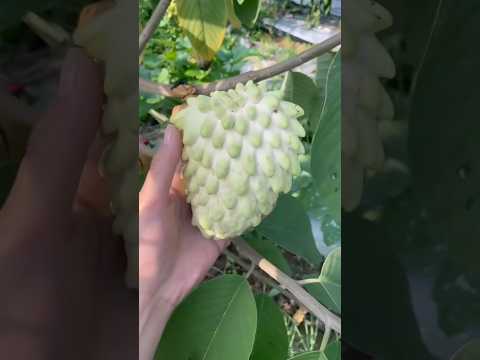 Harvest fruit #garden #farming #harvest #vegetables #fruit