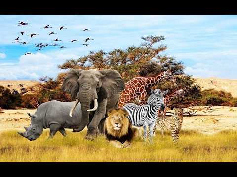 Ejipp Chun Lover: Holiday in Cambodia, which is in Africa