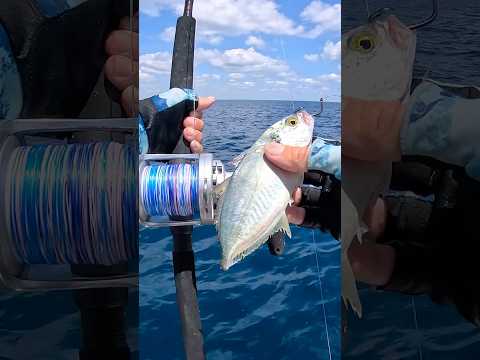 Don’t forget your Blue Runners when you head offshore #fishing #florida #adventures