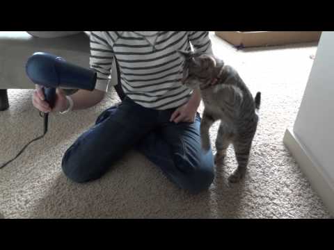 Video: Niekada nepasiduok - Katinas prieš plaukų džiovintuvą!
