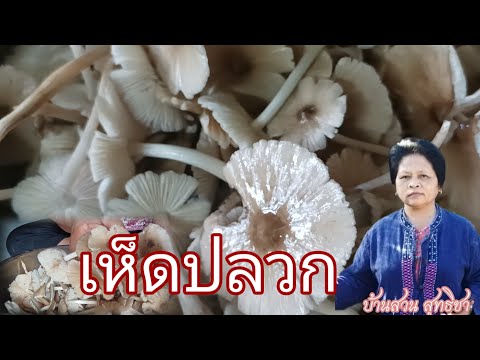 ทำความสะอาดเห็ดปลวกกันค่ะเห็ดป