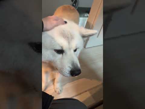#akitainu 撫でられ待ちしてる秋田犬