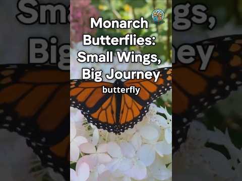 Monarch Butterflies: Small Wings, Big Journey