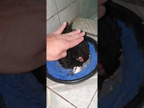 Nacimiento de mis pollitos chismositos....