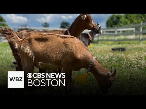 About 40 goats going up for adoption at fee-waived open house in Massachusetts
