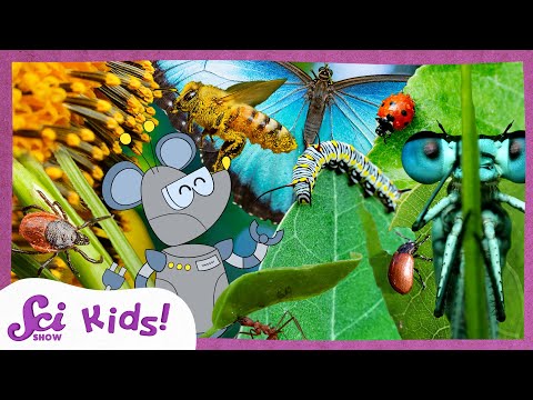 Most Amazing Insect Facts! | SciShow Kids Compilation