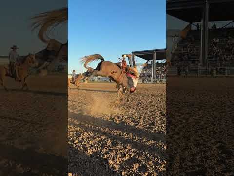 Rider Thrown Off as Horse Bucks During Rodeo