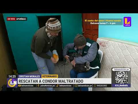 Rescatan a condor maltratado por autoridades de Apurímac
