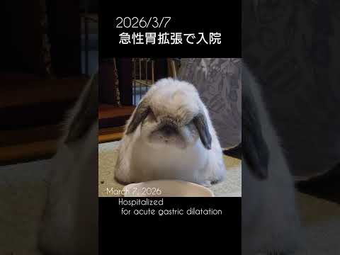 うさぎは急性胃拡張で入院中 #ロップイヤー #うさぎ