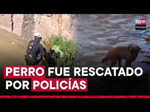 Cusco: policías rescatan a perro que había quedado atrapado en medio del río Huatanay