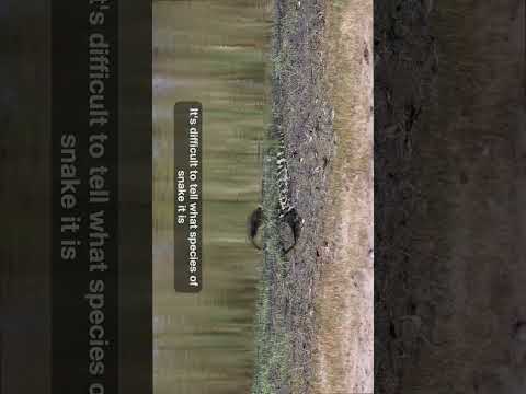 Gator eats snake! video thumbnail