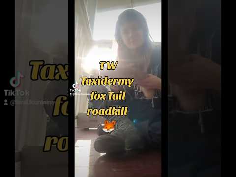 #taxidermy #foxtail #hidetanning