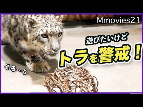 トラに見られてる？蔦ボールを取りたいけど警戒するユキヒョウ「ヒカリ」Snow Leopard plays with ivy ball while keeping an eye on tiger