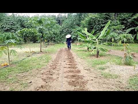 ข้าวโพดข้าวเหนียว-ปลูกไว้กินไม ข้าวโพดข้าวเหนียว-ปลูกไว้กินไม