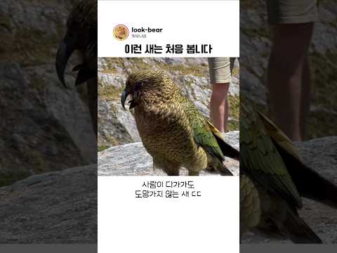 이 <strong>새가</strong> 사람을 무서워하지 않는 이유