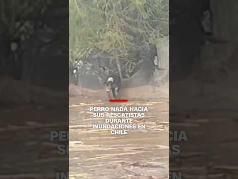 Perro nada hacia sus rescatistas durante inundaciones en Chile
