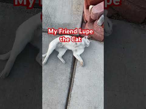 My Friend Lupe the Cat it's adorable #shorts