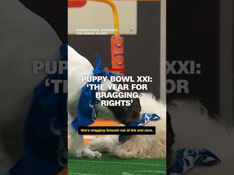 Puppy Bowl XXI: ‘The year for bragging rights’