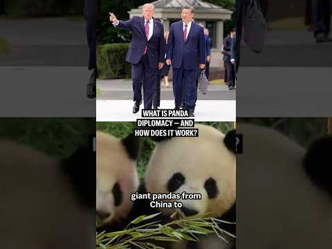What is panda diplomacy — and how does it work?