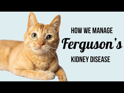 How We Manage Ferguson’s Kidney Disease (meds, monitoring and more!)