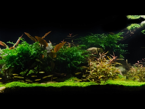 Takashi Amano Tribute Aquascape by James Findley - The Art of Aquascaping Book now is available to download- https_//www.thegreenmachineonline.com/aqua