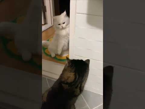 #고양이일상#냥펀치