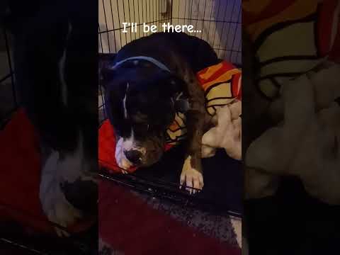 if you need spot you can call spot📞||#cuteanimal#cutedog