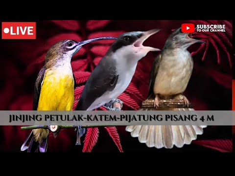 Masteran kombinasi | Jinjing petulak & Pijantung Pisang