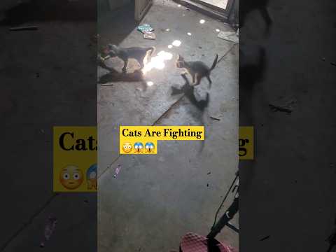 Cats are Fighting 😳😱😱| Fighting Strong 🤬😳| @HardcoreFightingChampionship | #fighting #youtube
