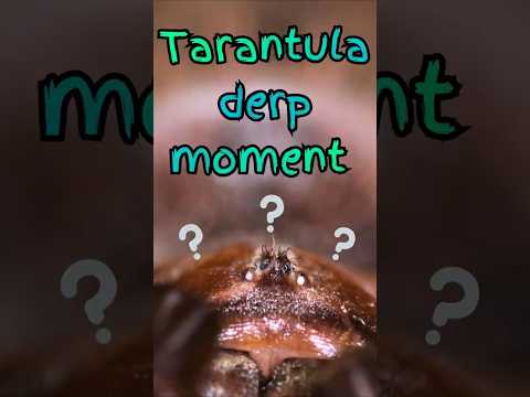 Tarantula Derp Moment (Enemy or Dinner?)🤦‍♂️🕷
