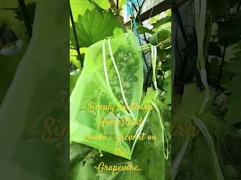 It's that time of the year for us to get ready for growing on the grapevine..#grapevine #wine