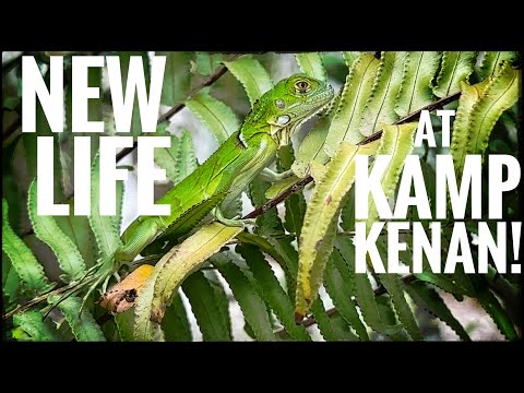 Baby Green Iguanas Hatched In My Yard! Wild baby green iguanas have hatched in the yard here at Kamp Kenan and we couldn't be more excited!