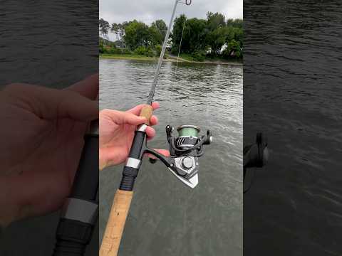 Perfect setup for trophy smallmouth #chattcats #chattcatsfishing #okumafishing