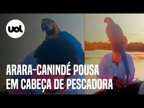 Vídeo mostra o momento em que Arara-canindé pousa em cabeça de pescadora no rio Miranda (MS)