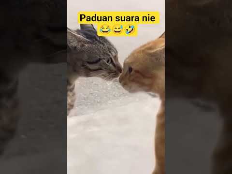 paduan suara kucing lucu #kucing #cat #funny #shorts