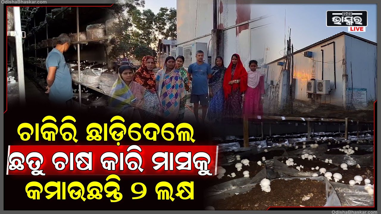 ବୈଜ୍ଞାନିକ ହୋଇ ଗାଁରେ କରୁଛନ୍ତି ଛତୁ ଚାଷ, ମାସକୁ କରୁଛନ୍ତି ଏତିକି ଲକ୍ଷ ଟଙ୍କା ଆୟ