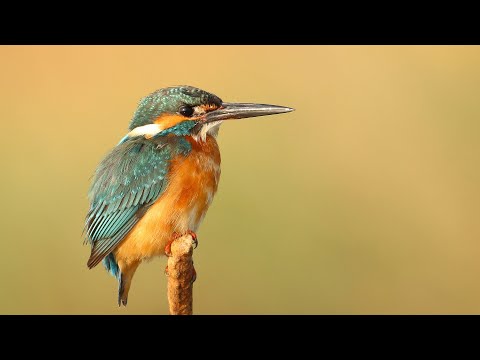 Eurasian kingfisher