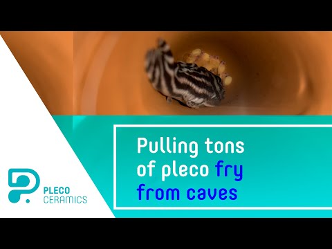 Pulling tons of pleco fry from caves Breeding season started! In this video you will see how it looks like at Plecoceramics pleco farm.

