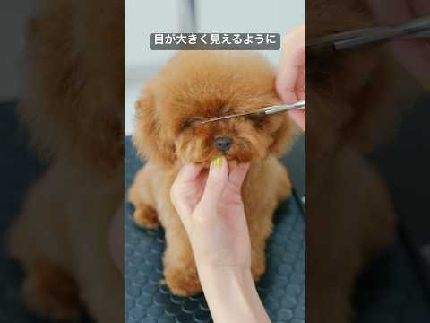 How to Make a Teddy Bear🧸 / 可愛すぎるテディベアはこんな風に作ります #トリミング #asmr #puppy #grooming #dogshorts