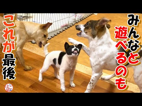 【子犬　保護】ひまわりちゃん卒業！＋おまけコーナー