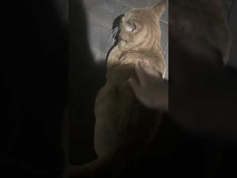 <strong>꼬리</strong> 흔드는 고양이