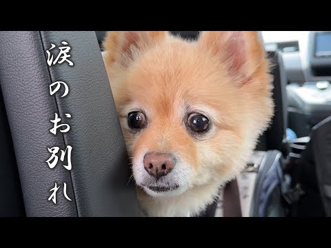 福島の実家が恋しくなり、愛犬が泣き出してしまいました…