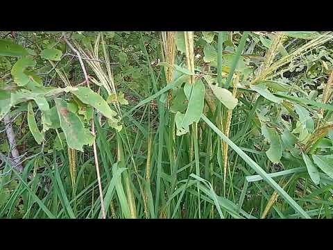 ยาวิเศษนะครับ--เห็นแล้วต้องรีบ ยาวิเศษนะครับ--เห็นแล้วต้องรีบ