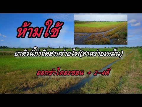 กำจัดสาหร่ายไฟ(สาหร่ายเหม็น)​